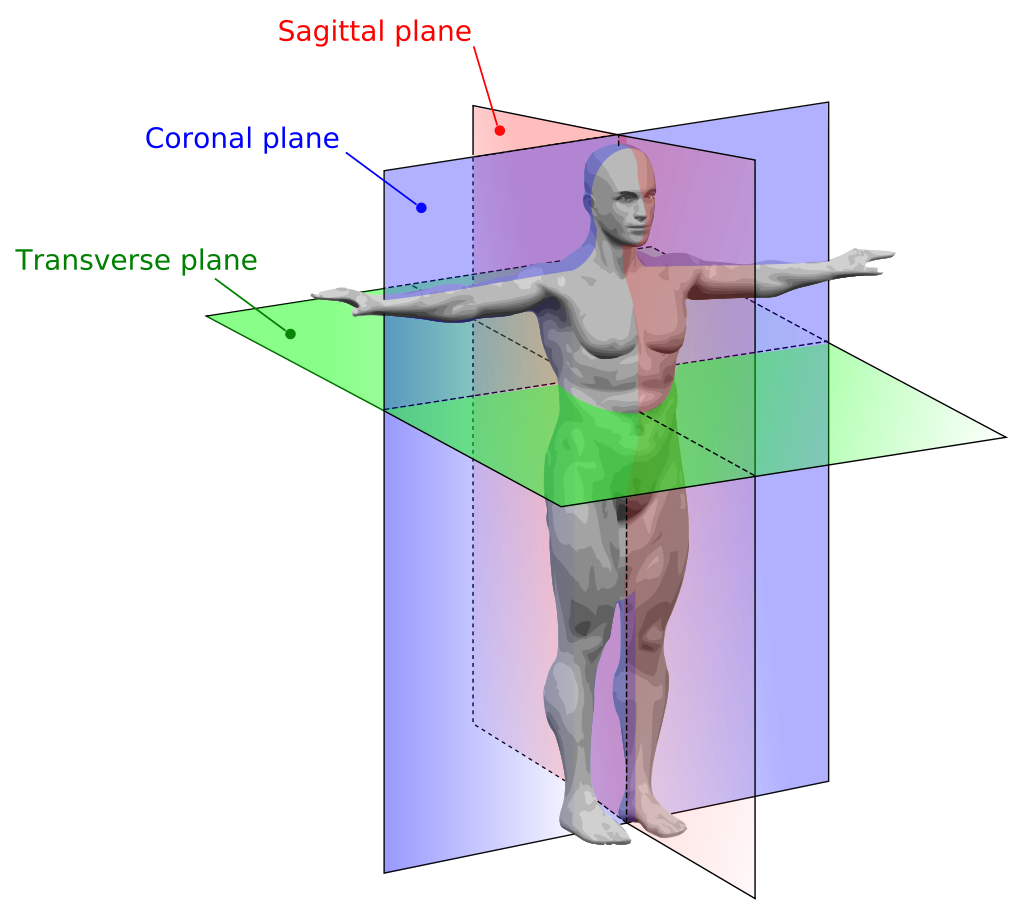Graphic identifying each plane - Sagittal, Coronal, and Transverse - and their intersections.
