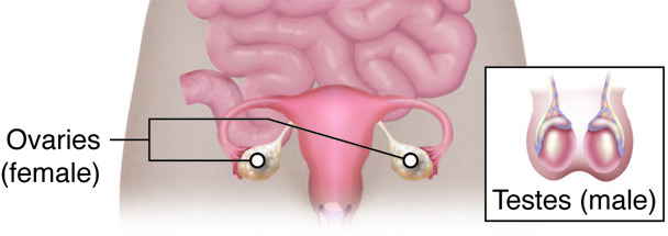 Location of the ovaries and testes