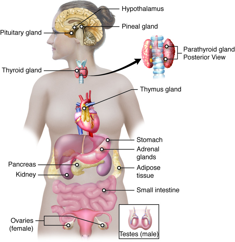 Diagram of the Endocrine System Glands
