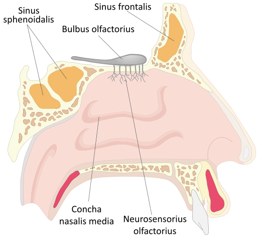 Diagram of the nose