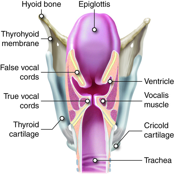 Detail of Larynx. respiratory structures of the head and neck