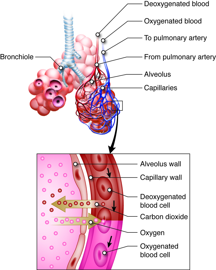 Respiratory-Cardiovascular Junction
