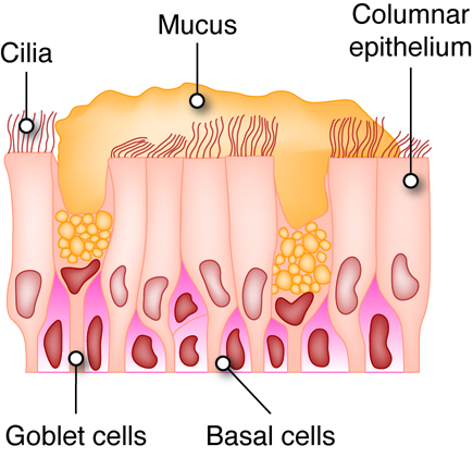 Epithelial cell types.