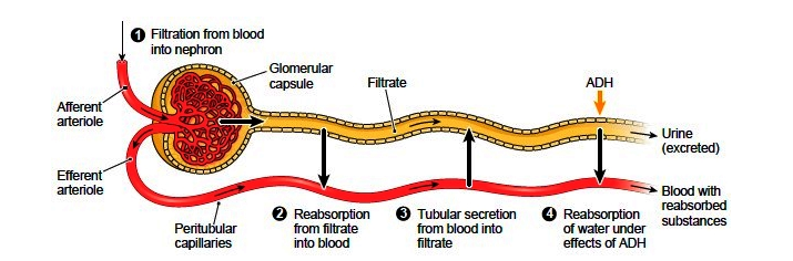 Overview of filtration, reabsorption, and secretion