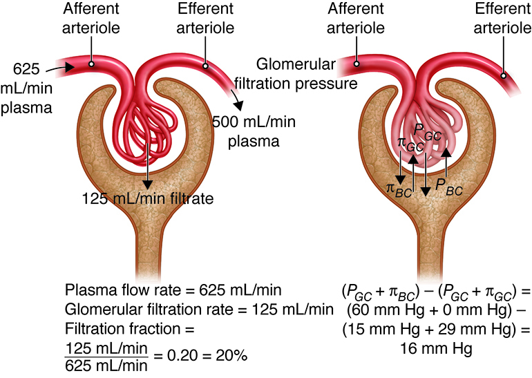 Glomerular filtration process