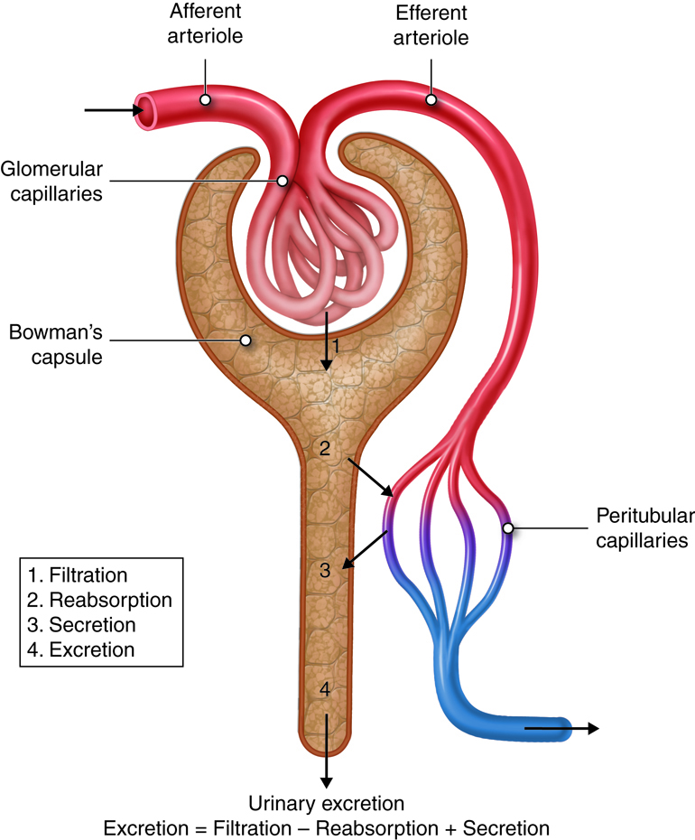 Reabsorption and secretion