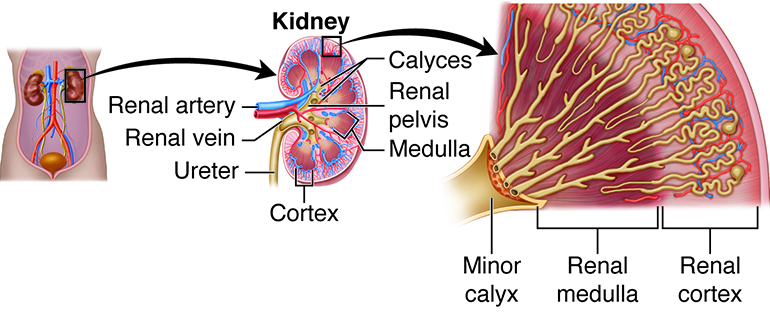 Internal structure of kidney.