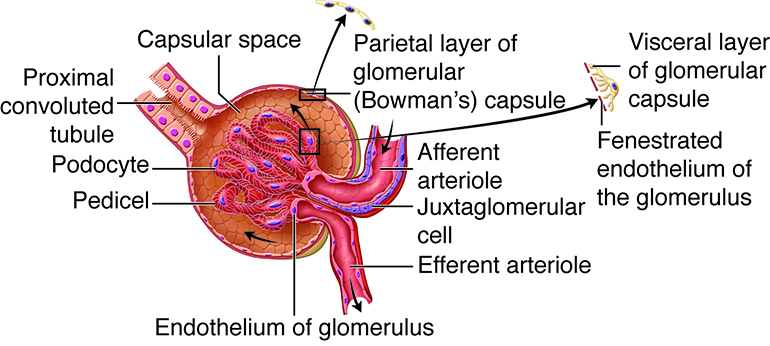 The glomerulus