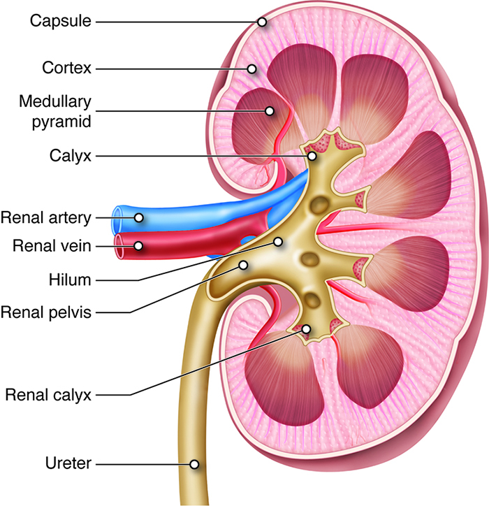 Cross section of kidney.