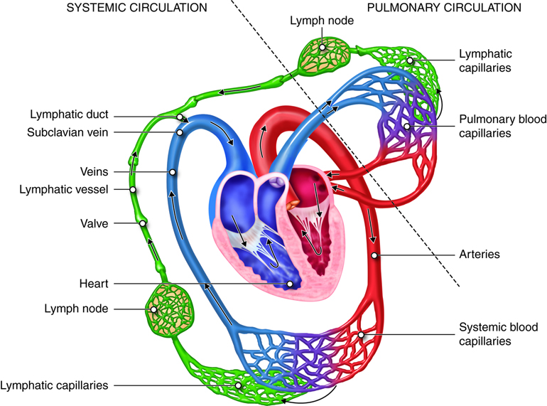 Interaction of Blood and Lymphatic Vessels