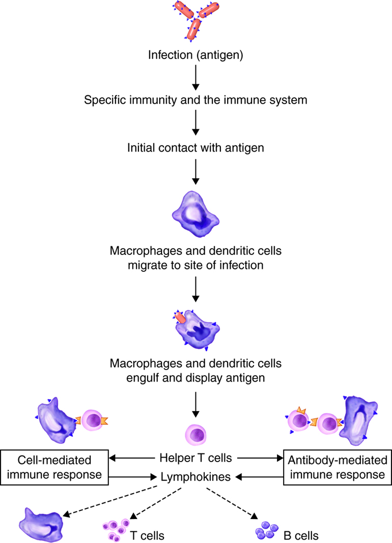 Interaction of Innate and Adaptive Immunity