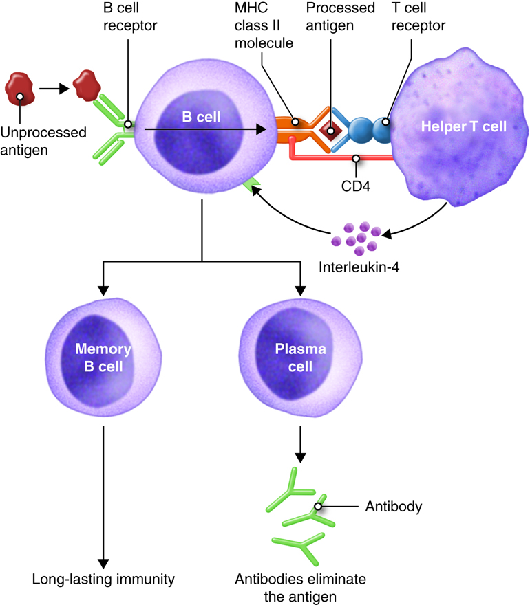 Activation and Proliferation of B Cell