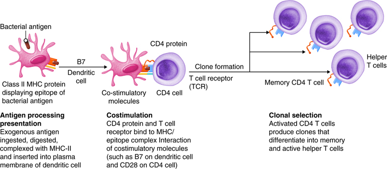 T cell activation and clonal expansion