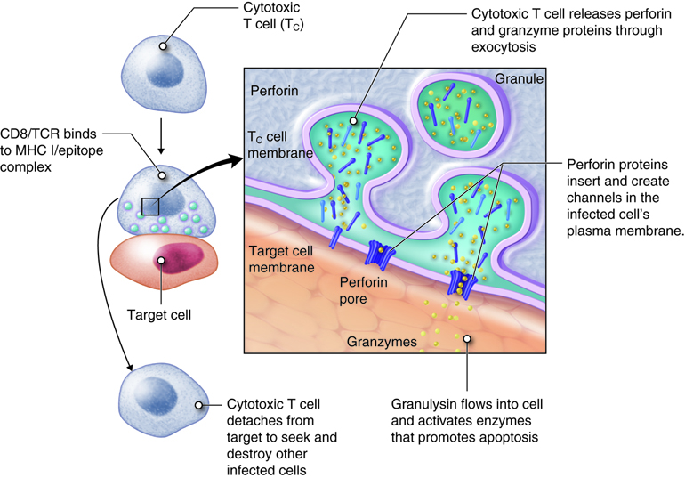Killing of target cell by cytotoxic T cell