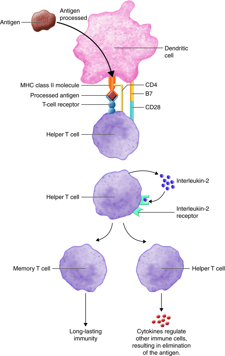 Activation and differentiation of helper T cell