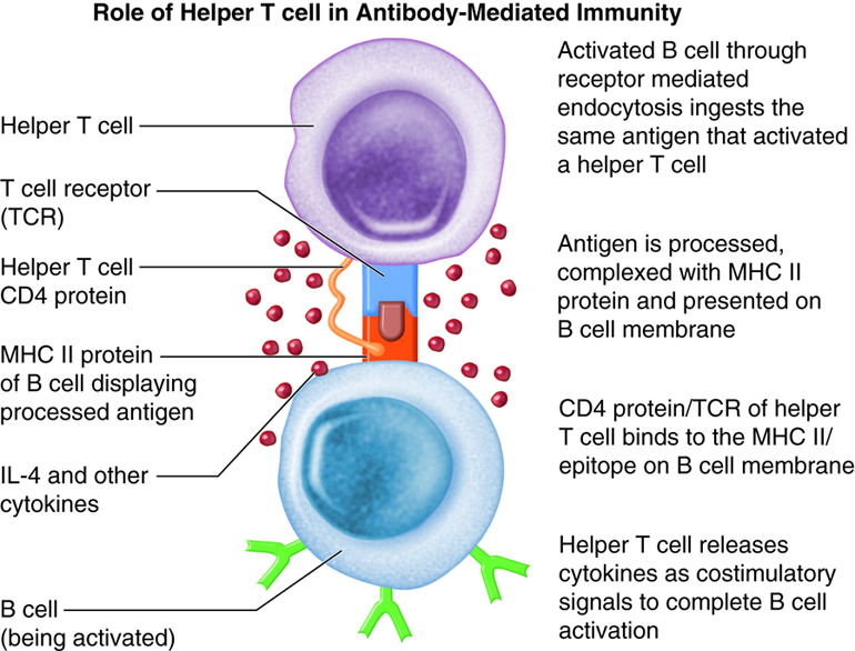 Role of helper T cell in humoral immunity
