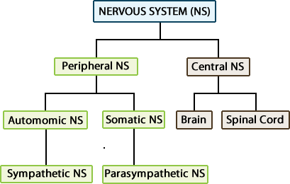 Division of the Nervous System into Peripheral NS and Central NS