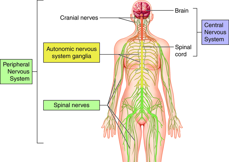 organs of the nervous system list