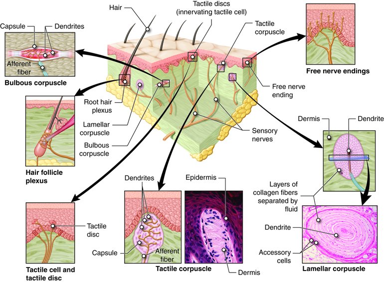 Sensory receptors vary in distribution and anatomical types in the skin.