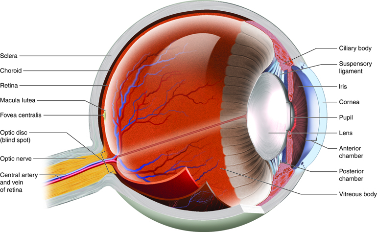 Anatomical features of the eye.