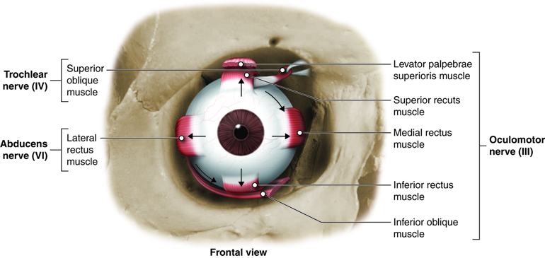 Muscles that Control Eye Movement.