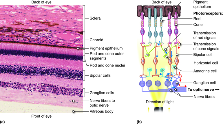 Layers of the retina in stained tissue (a) and as a drawing (b).