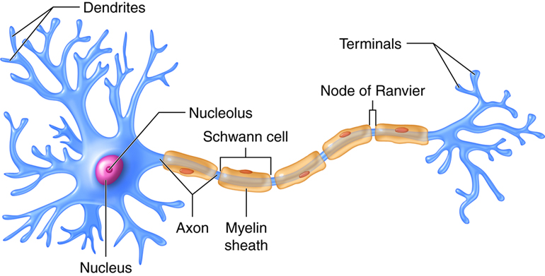 Like epithelia, neurons are polarized with anatomically and chemically distinct regions.