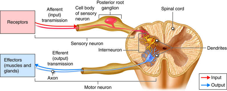 Neurons can be classified according to their function.