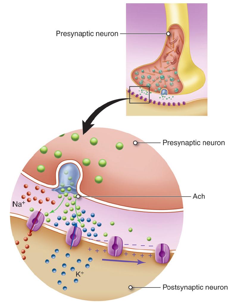 Cholinergic receptors that open ion channels cause changes in membrane potential.