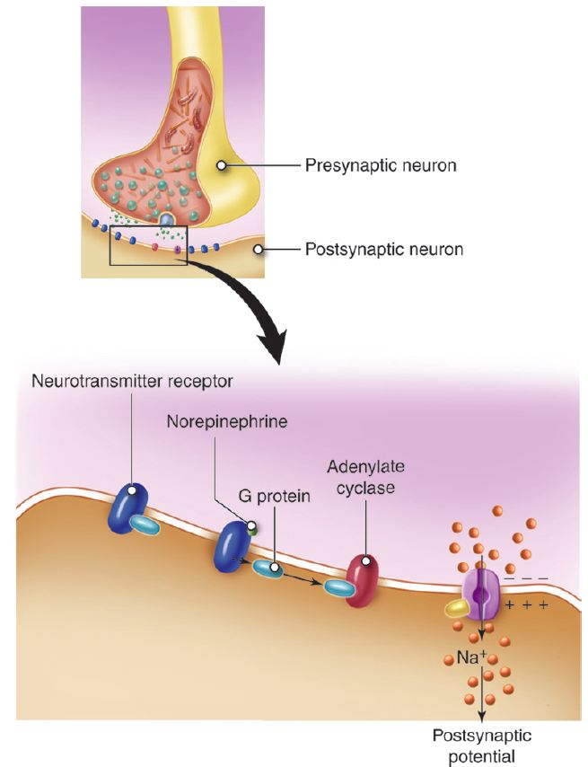 A receptor that produces a second messenger in the postsynaptic cell. Second messengers can lead to a wide range of effects in the postsynaptic cell.