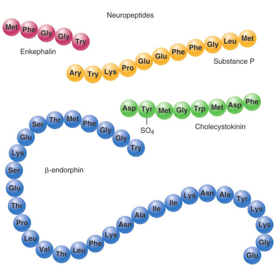 Examples of neuropeptide neurotransmitters.