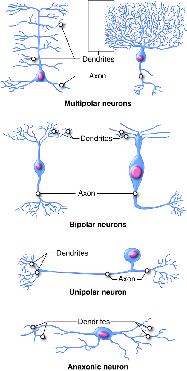 Neurons can be classified according to their structure.