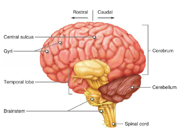 Lateral view of the brain.