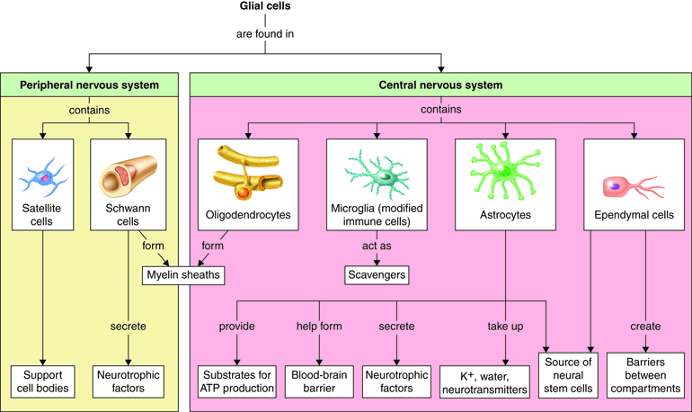 There are 6 types of glial cells: 4 found in CNS and 2 in the PNS.