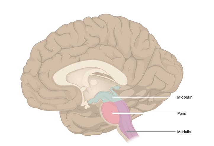 Posterolateral view of the brainstem