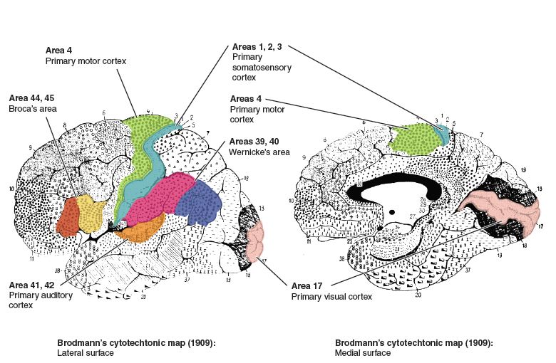 Location of the motor (precentral gyrus) and sensory (postcentral gyrus).