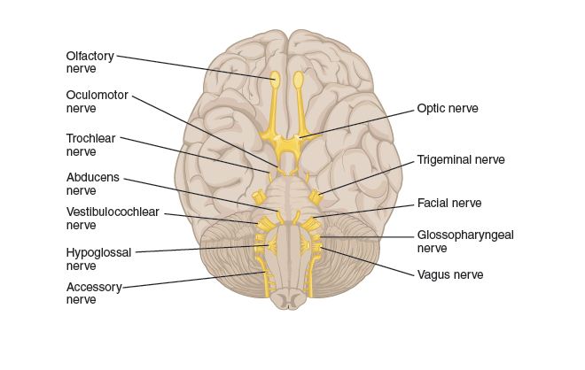 Orientation of the cranial nerves.