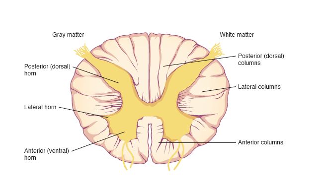 Cross-sectional view of a spinal cord segment.