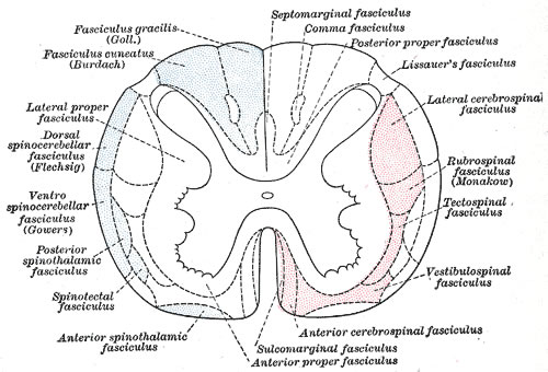 Cross-section of the spinal cord, indicating how the white matter columns can be divided into various tracts.