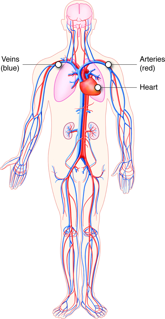 Diagram of the Cardiovascular System