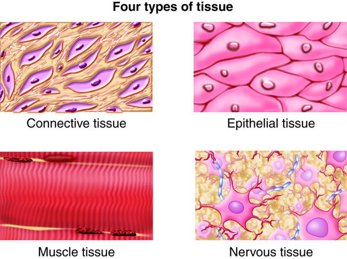 connective tissue, epithelial tissue, muscle tissue, nervous tissue