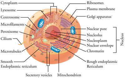 Cell organelles/structures from top right, clockwise: Ribosomes, Plasma Membrane, Golgie Apparatus, Nuclear Pore, Nucleolus, Nucleoplasm, Nuclear Envelope, Chromatin, Rough Endoplasmic Reticulum, Mitochondrion, Secretory Vesicles, Smooth Endoplasmic Reticulum, Microtubules, Cilium, Peroxisome, Microfilaments, Centrosome, Lysosome, Cytoplasm.