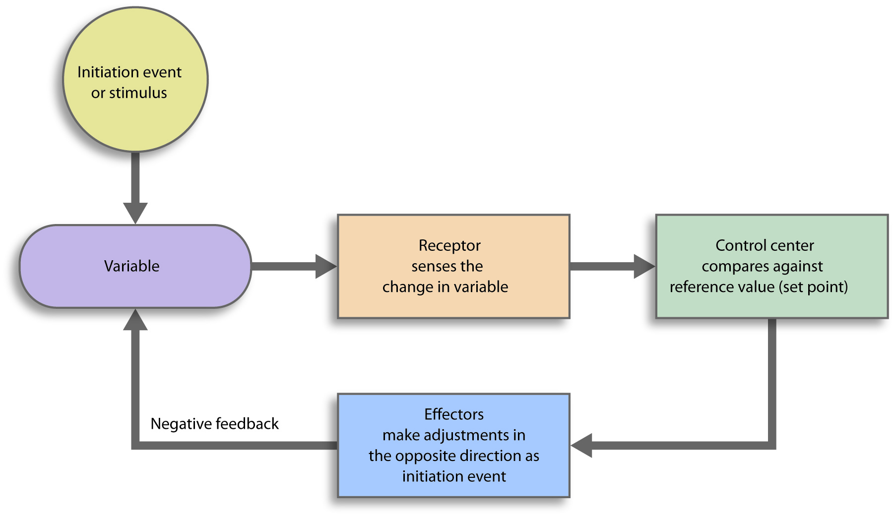 Negative feedback loop flowchart