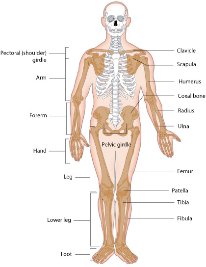 Appendicular Skeleton Diagram