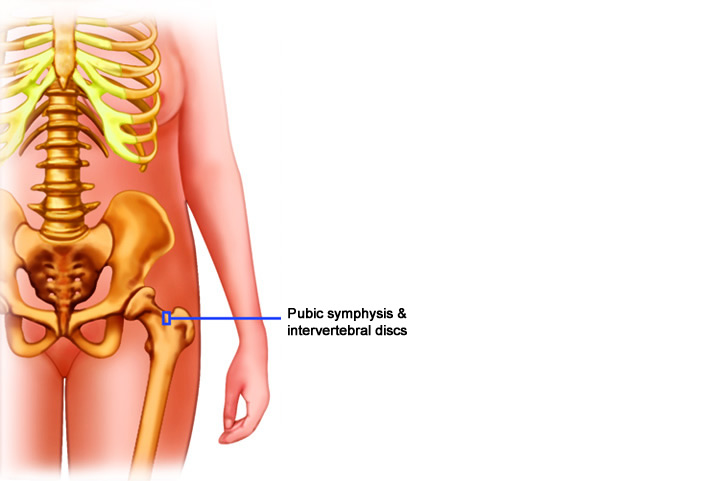pubic symphysis and intervertebral discs
