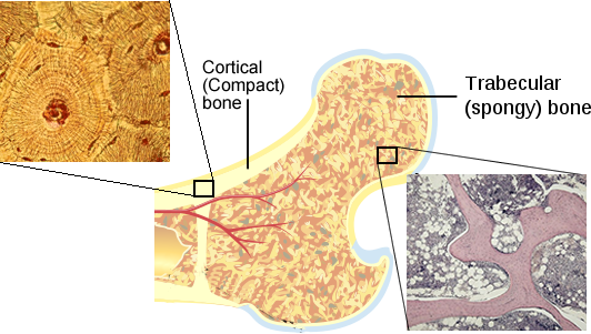 Cortical (Compact) bone and Trabecular (spongy) bone