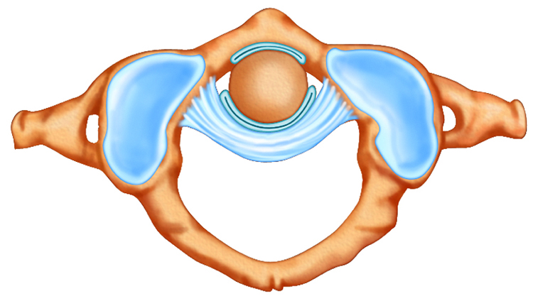 Cross section of vertebra