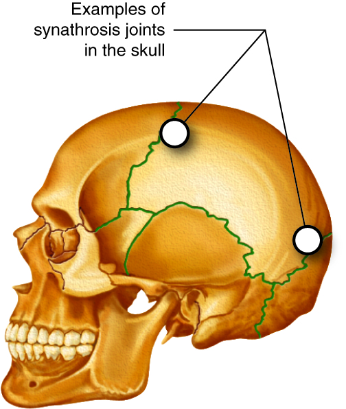 synathrosis joints in the skull