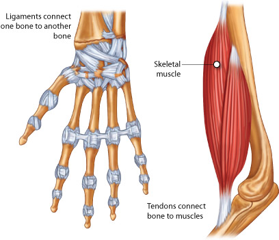 tendon ligaments