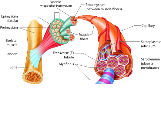 Muscle Organ Anatomy